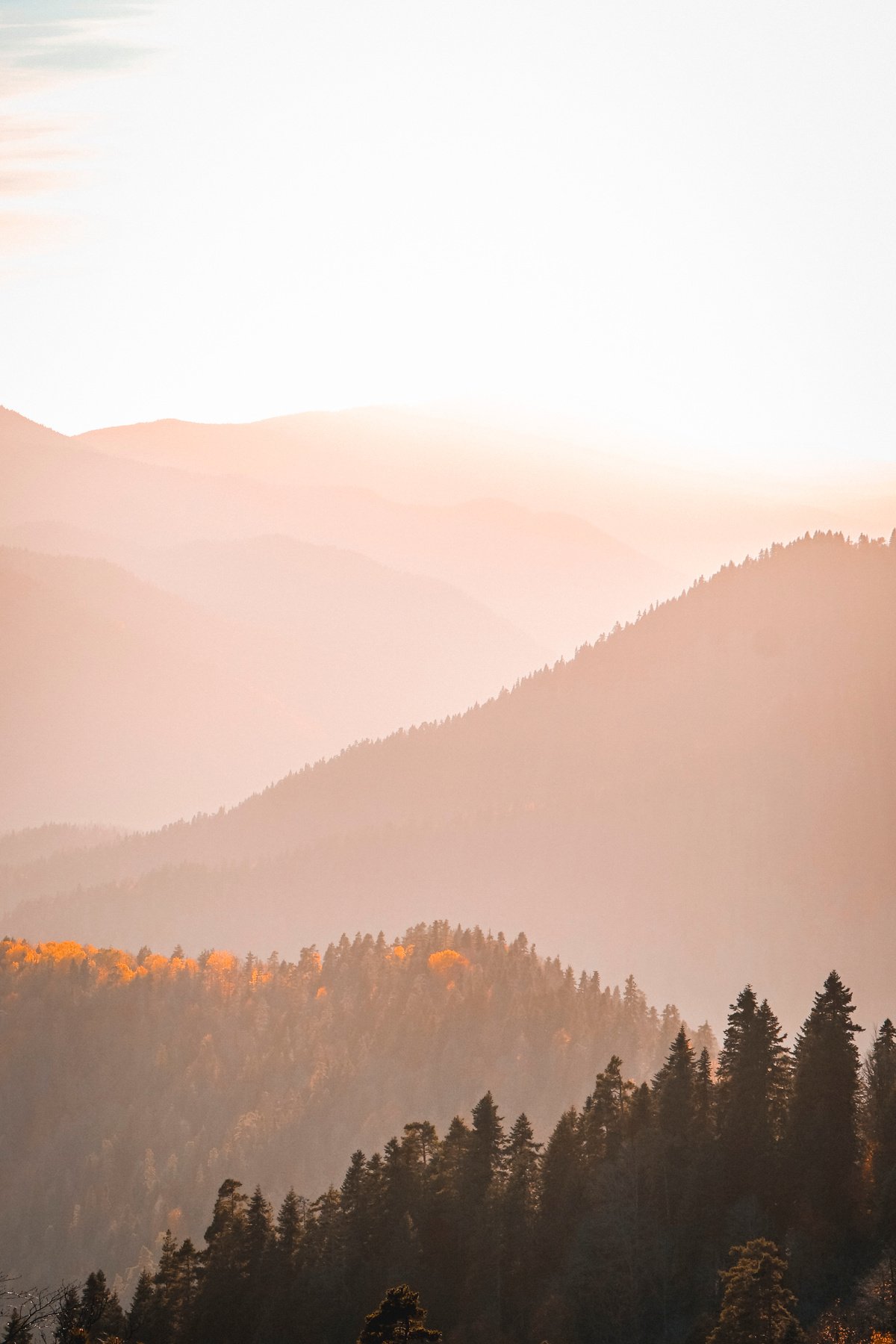 Trees on Mountains